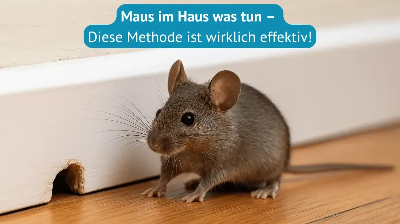 Eine kleine Maus huscht durch das Haus. Hier erfährst du, wie du eine Maus fangen kannst, effektiv und schnell.