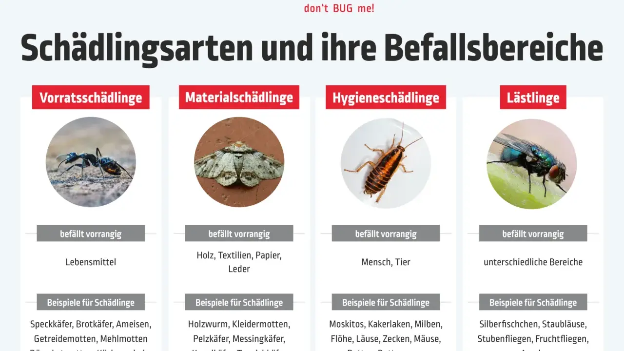 Schädlingsarten: Ameisen, Motten, Kakerlaken, Fliegen. Diese ungeziefer in der wohnung können Lebensmittel, Textilien oder Menschen befallen.