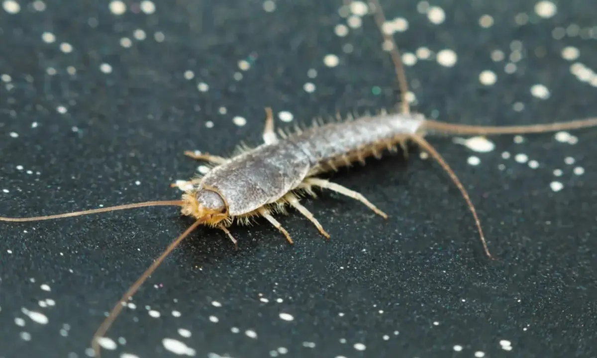 Nahaufnahme eines Silberfischchens, das sich auf einer dunklen Oberfläche mit weißen Sprenkeln bewegt. Ein häufiger Gast, wenn Silberfische im Haus sind.