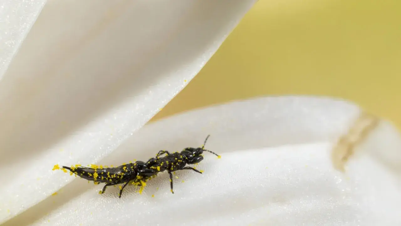 Ein schwarzes Insekt, bedeckt mit gelbem Pollen, krabbelt auf einem weißen Blütenblatt. Kleine gewitterfliegen in der wohnung sind oft auf Pollen zu finden.