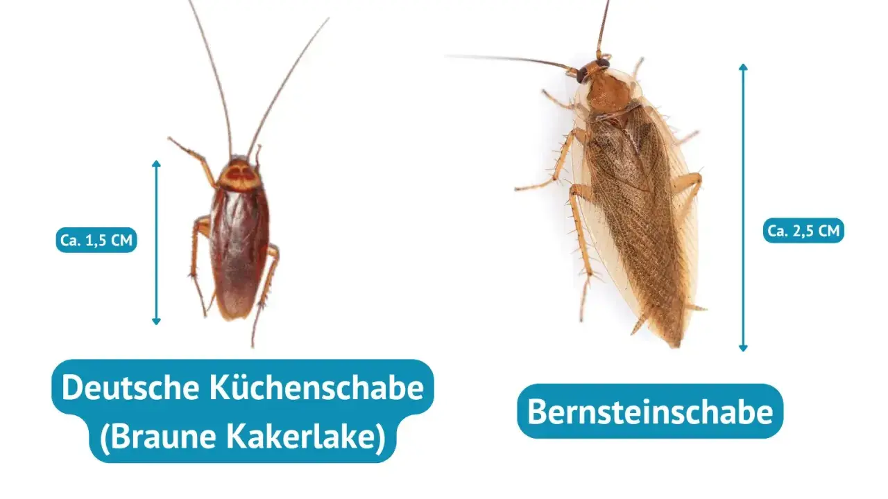 Zwei Kakerlaken: eine braune Küchenschabe (ca. 1,5 cm) und eine Bernstein-Kakerlake (ca. 2,5 cm).