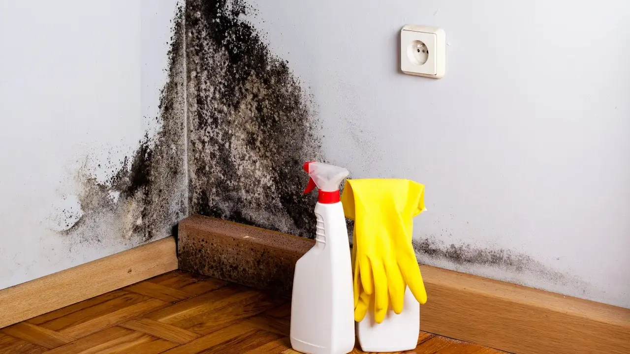 Schimmelbefall an der Wand, bereit zur Reinigung mit Sprühflasche und Handschuhen. Die schimmel tapete muss entfernt werden.