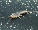Nahaufnahme eines Silberfischchens, das sich auf einer dunklen Oberfläche mit weißen Sprenkeln bewegt. Ein häufiger Gast, wenn Silberfische im Haus sind.