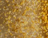 Nahaufnahme von gelbem Schimmel mit winzigen weißen Sporen, die wie kleine Perlen aussehen.