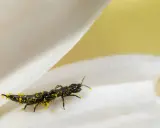 Ein schwarzes Insekt, bedeckt mit gelbem Pollen, krabbelt auf einem weißen Blütenblatt. Kleine gewitterfliegen in der wohnung sind oft auf Pollen zu finden.