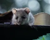 Ein kleines Nagetier späht neugierig über den Rand. Ein Grund für eine Mietminderung bei Rattenbefall?