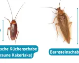 Zwei Kakerlaken: eine braune Küchenschabe (ca. 1,5 cm) und eine Bernstein-Kakerlake (ca. 2,5 cm).