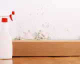 Sprühflasche bereit, um Stockflecken an der Wand zu entfernen.
