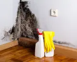 Schimmelbefall an der Wand, bereit zur Reinigung mit Sprühflasche und Handschuhen. Die schimmel tapete muss entfernt werden.