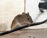 Eine kleine Maus in der Wohnung nagt an einem Stromkabel.