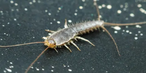 Nahaufnahme eines Silberfischchens, das sich auf einer dunklen Oberfläche mit weißen Sprenkeln bewegt. Ein häufiger Gast, wenn Silberfische im Haus sind.