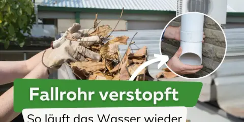 Hände mit Handschuhen entfernen Laub aus einer Dachrinne, um ein **fallrohr verstopft** Problem zu lösen. Ein Detail zeigt das freie Fallrohr.