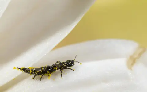 Ein schwarzes Insekt, bedeckt mit gelbem Pollen, krabbelt auf einem weißen Blütenblatt. Kleine gewitterfliegen in der wohnung sind oft auf Pollen zu finden.