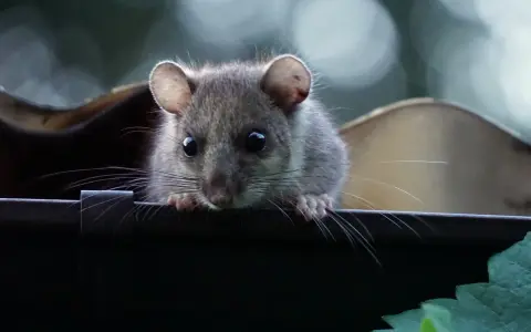 Ein kleines Nagetier späht neugierig über den Rand. Ein Grund für eine Mietminderung bei Rattenbefall?