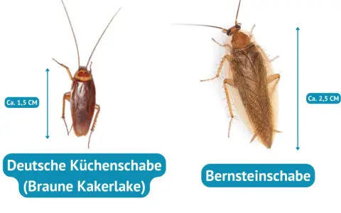 Zwei Kakerlaken: eine braune Küchenschabe (ca. 1,5 cm) und eine Bernstein-Kakerlake (ca. 2,5 cm).