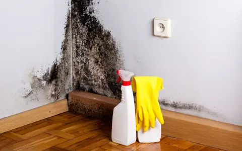 Schimmelbefall an der Wand, bereit zur Reinigung mit Sprühflasche und Handschuhen. Die schimmel tapete muss entfernt werden.