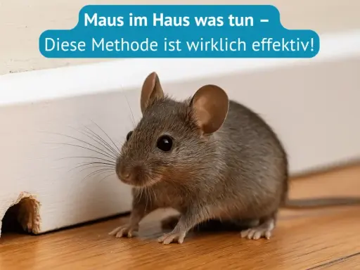 Eine kleine Maus huscht durch das Haus. Hier erfährst du, wie du eine Maus fangen kannst, effektiv und schnell.