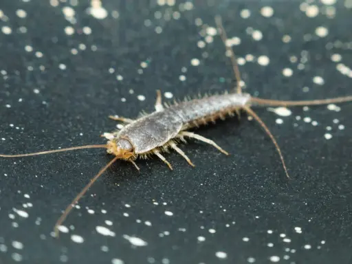 Nahaufnahme eines Silberfischchens, das sich auf einer dunklen Oberfläche mit weißen Sprenkeln bewegt. Ein häufiger Gast, wenn Silberfische im Haus sind.
