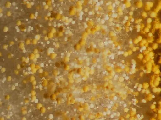 Nahaufnahme von gelbem Schimmel mit winzigen weißen Sporen, die wie kleine Perlen aussehen.