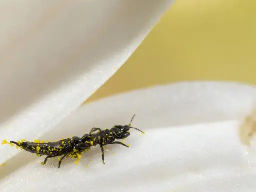 Ein schwarzes Insekt, bedeckt mit gelbem Pollen, krabbelt auf einem weißen Blütenblatt. Kleine gewitterfliegen in der wohnung sind oft auf Pollen zu finden.
