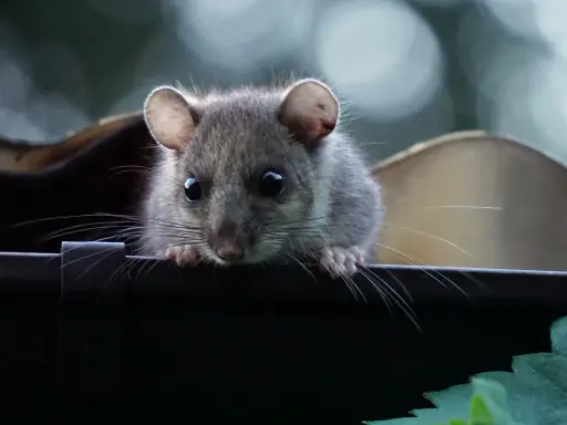 Ein kleines Nagetier späht neugierig über den Rand. Ein Grund für eine Mietminderung bei Rattenbefall?