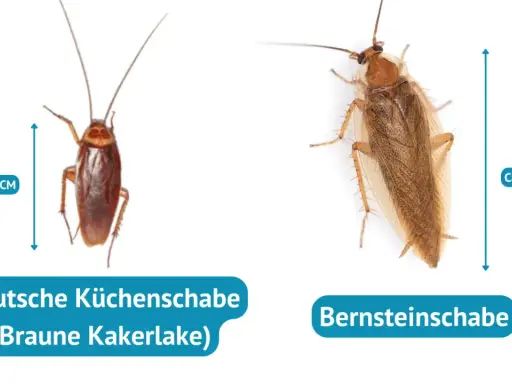 Zwei Kakerlaken: eine braune Küchenschabe (ca. 1,5 cm) und eine Bernstein-Kakerlake (ca. 2,5 cm).