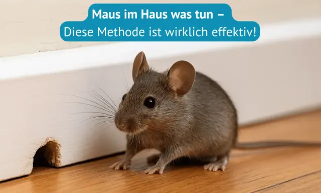 Eine kleine Maus huscht durch das Haus. Hier erfährst du, wie du eine Maus fangen kannst, effektiv und schnell.