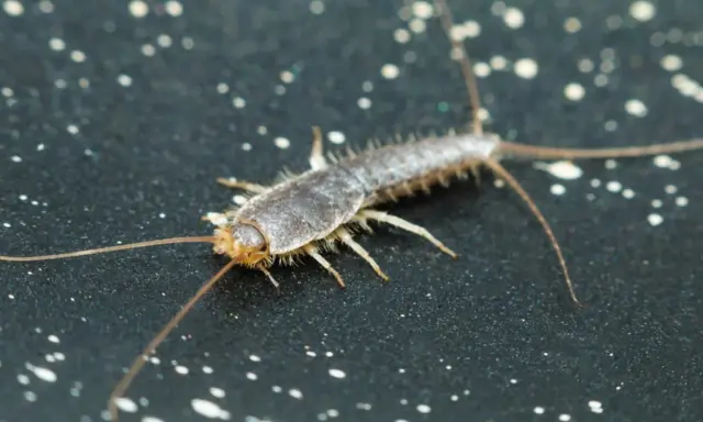 Nahaufnahme eines Silberfischchens, das sich auf einer dunklen Oberfläche mit weißen Sprenkeln bewegt. Ein häufiger Gast, wenn Silberfische im Haus sind.