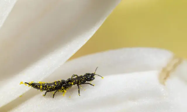 Ein schwarzes Insekt, bedeckt mit gelbem Pollen, krabbelt auf einem weißen Blütenblatt. Kleine gewitterfliegen in der wohnung sind oft auf Pollen zu finden.