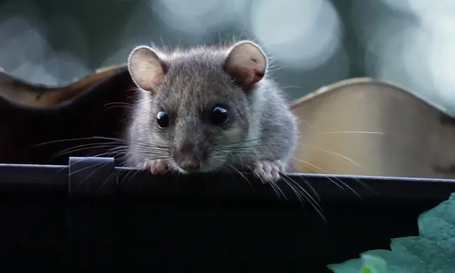Ein kleines Nagetier späht neugierig über den Rand. Ein Grund für eine Mietminderung bei Rattenbefall?