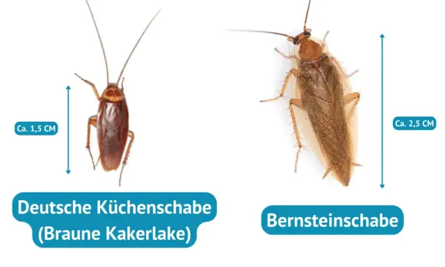 Zwei Kakerlaken: eine braune Küchenschabe (ca. 1,5 cm) und eine Bernstein-Kakerlake (ca. 2,5 cm).