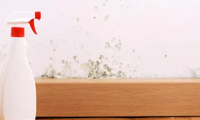 Sprühflasche bereit, um Stockflecken an der Wand zu entfernen.