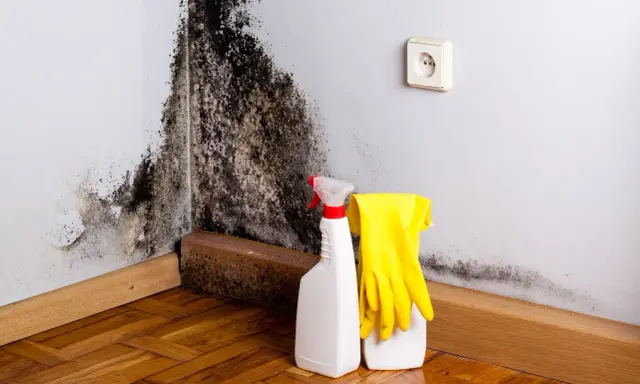 Schimmelbefall an der Wand, bereit zur Reinigung mit Sprühflasche und Handschuhen. Die schimmel tapete muss entfernt werden.
