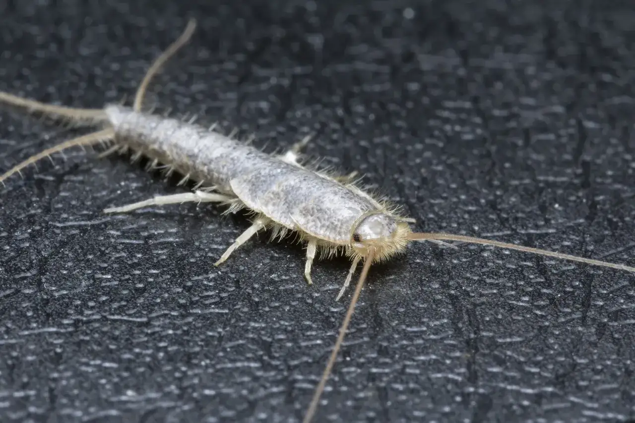 Ein Silberfischchen krabbelt auf einer dunklen Oberfläche. Diese kleinen Insekten sind oft als Silberfische im Haus anzutreffen.