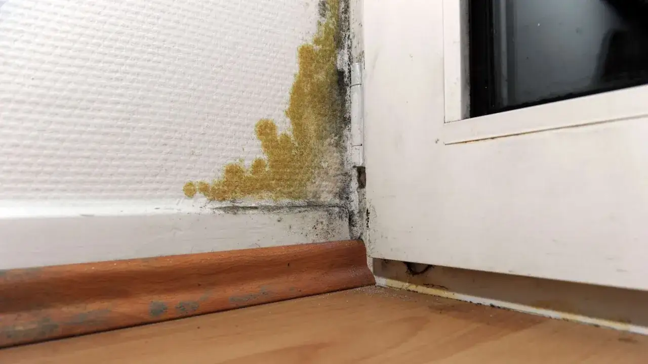 Ecke eines Raumes mit gelb-schwarzem Schimmel auf der Tapete, der sich vom Boden bis zur Decke ausbreitet.