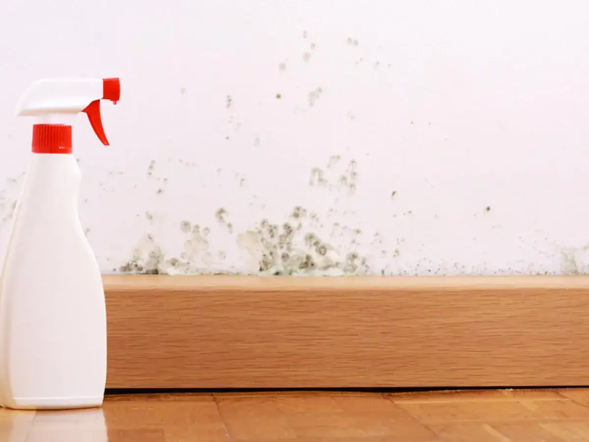 Spr&uuml;hflasche bereit, um Stockflecken an der Wand zu entfernen.