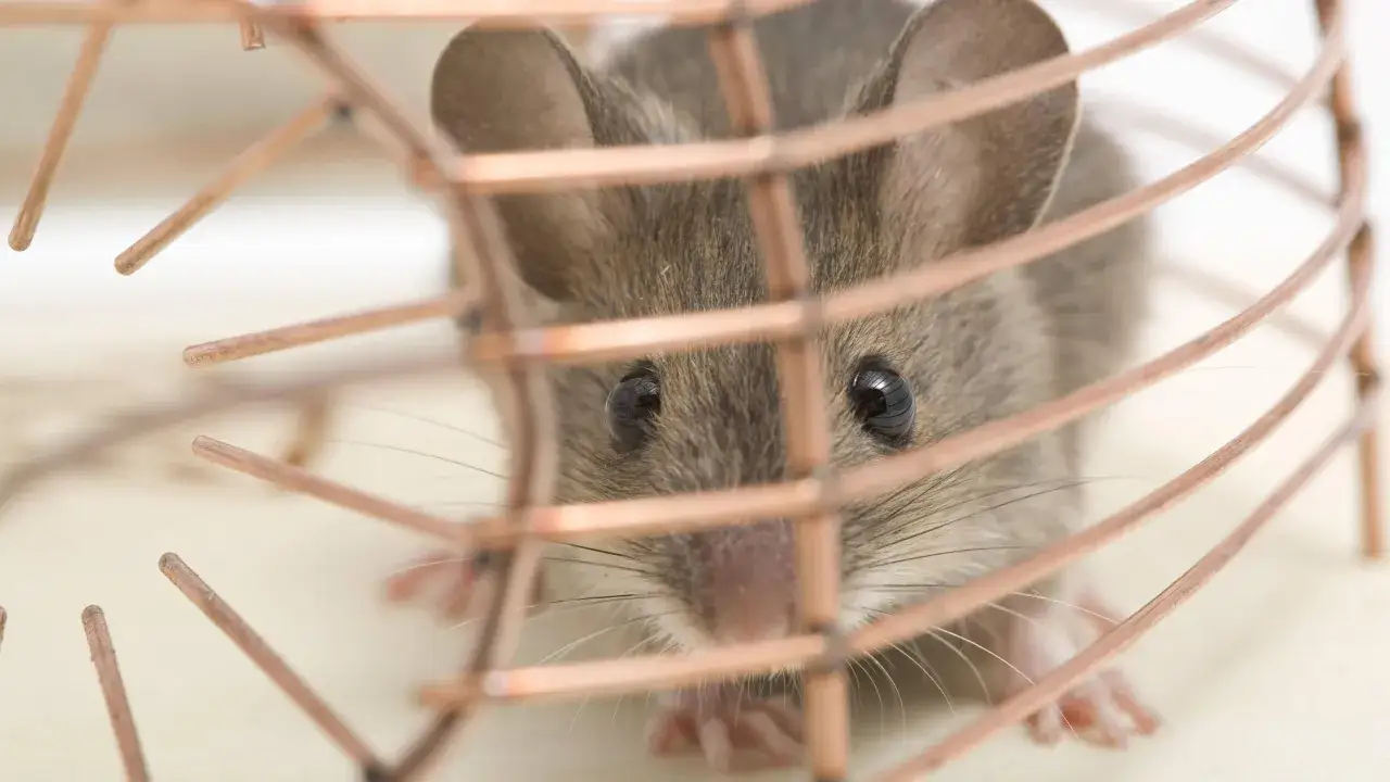Eine kleine Maus sitzt in einer Falle im Haus.