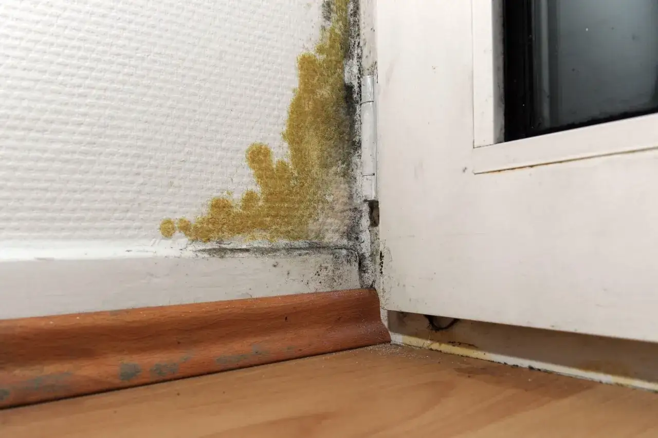 Gelber und schwarzer Schimmel an der Wand nahe einem Fenster. M&ouml;gliche unsichtbarer Schimmel in der Wohnung Symptome beachten.